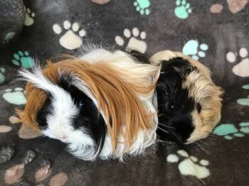 Rescue Guinea Pig Guinea Pigs for Adoption in San Diego, California - Krumpetina ( Bonded To Muffelina) | PetCurious